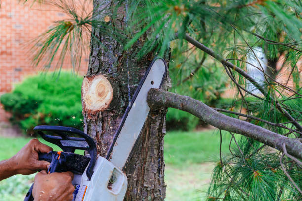 How Our Tree Care Process Works  in  Clarion, PA